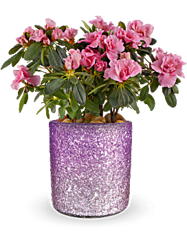 Teleflora's Blooming Sparkle Azalea Plant